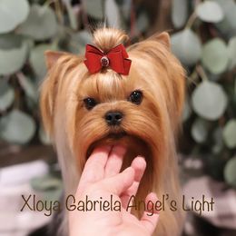 Verona - Yorkshire Terrier