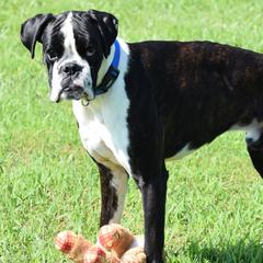 Max - Boxer