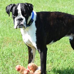 Max - Boxer