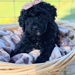 Silk - Black female Goldendoodle puppy in Cleveland, Tennessee from Liberty Creek Farms