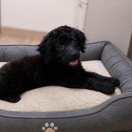 Eli - Black male Havapoo puppy in Blanch, North Carolina from Faithful Hearts Kennel
