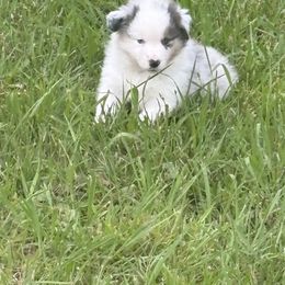 Amy- lilac merle - Blue merle female Miniature Australian Shepherd puppy in Signal Mountain, Tennessee from D & D Miniature and Toy Australian Sheppards