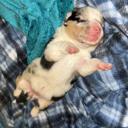 Cookies 'n Cream - Blue merle and white female American Corgi puppy in Waltham, Maine from Downeast Corgis
