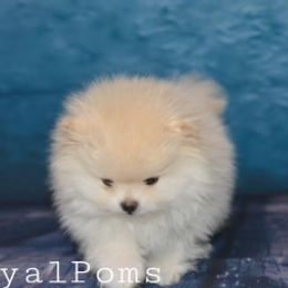 Pomeranian Puppies from Royal_poms