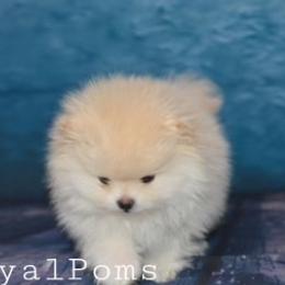 Pomeranian Puppies from Royal_poms