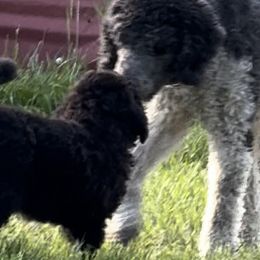 Poodles from M & G Farms Poodle Party