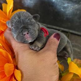 Red collar - Gray male Cane Corso puppy in Tucson, Arizona from Cane Corso Friends