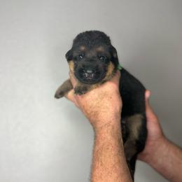 Moose - Black and red male German Shepherd puppy in Florida from Best Shepherds