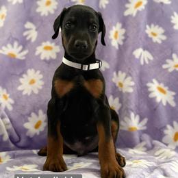 Silver Collar - Black and rust male Doberman Pinscher puppy in Lake City, Florida from Paintedcrazy Doberman Pinchers
