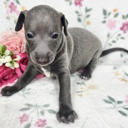 Smoke Show - Blue female Italian Greyhound puppy in Cadwell, Georgia from All The DoDa Day Italian Greyhounds