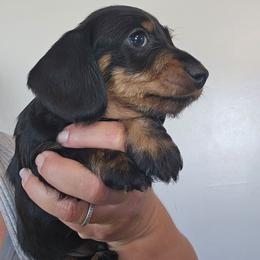 September - Black and tan male Dachshund puppy in El Paso, Texas from Mells Weenies