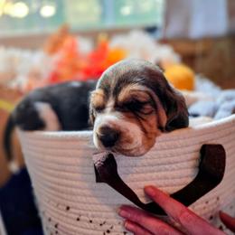 Orange boy - Black brown and white male Basset Hound puppy in Converse, Louisiana from Walkers Catuna Bassett Hounds