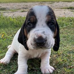 Violet - Black brown and white female Basset Hound puppy in Douglas, Georgia from Huffer Hounds and Havanese