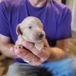 GIRL 1 - Cream female Dachshund puppy in Fort Worth, Texas from Chadwick Farms Mini Dachshunds