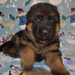 Blue Collar - Black and red male German Shepherd puppy in Orlando, Florida from AceHaven Canines