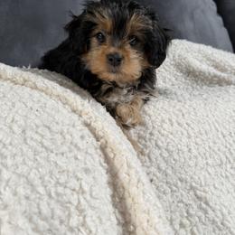 Morkie Puppies from Georgias Finest Puppies