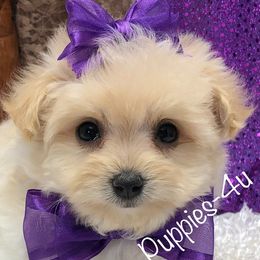 Maltipoos and Poodles from Puppies-4U