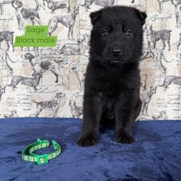 Sage - Black seal male German Shepherd puppy in New Cambria, Missouri from Des Hausraben Shepherds