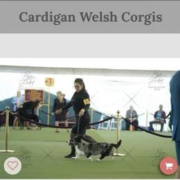 Cardigan Welsh Corgis from ChezBeale