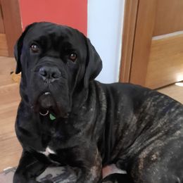 Cane Corso and Chihuahuas from Vista del Volcan