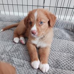 Nova Scotia Duck Tolling Retriever Puppies from Red Hill Tollers