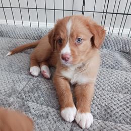 Nova Scotia Duck Tolling Retriever Puppies from Red Hill Tollers