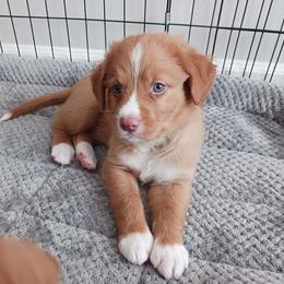 Nova Scotia Duck Tolling Retriever Puppies from Red Hill Tollers