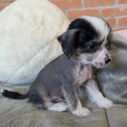 Chinese Crested puppies from Marina Konstantinova's Cresteds