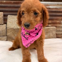 Miniature Goldendoodle Girl Yellow Collar - Red  female Goldendoodle puppy in Cullman, Alabama from My Awesome Rover