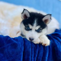 Astrid - Black and white female Pomsky puppy in Hawaii from Island Pomskies