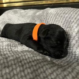 Ash - Black male Miniature Schnauzer puppy in Dawson, Georgia from Faith Farm Miniature Schnauzers