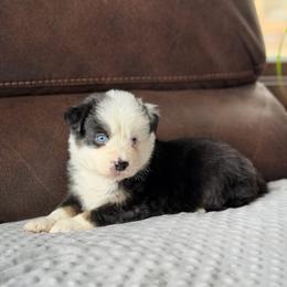 Peep - Black tri male Miniature Australian Shepherd puppy in Cody, Wyoming from Quartz Creek Aussies
