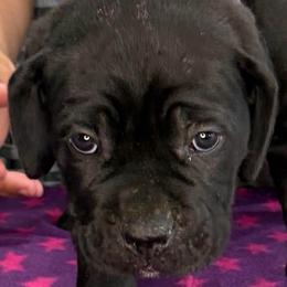 Purple Collar Girl - Vera X Lawman - AKC and ICCF - Black female Cane Corso puppy in Gorman, Texas from McOmber Country Kennels