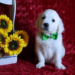 5th Pick Male-Picks done when puppies are 6-7 weeks - Light golden male Golden Retriever puppy in Pasadena, Maryland from Promise Land