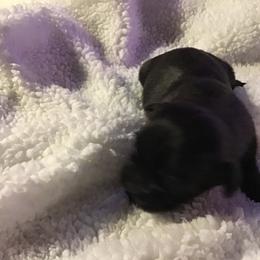 Shih Tzu Puppies from Kelly's Shih Tzus
