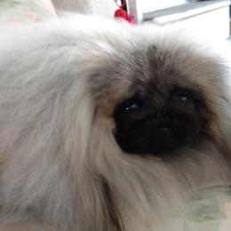 Pekingese All Grown Up from Con-Lea Pekingese kennel