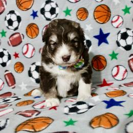 Jumbo - Brown and white male Siberian Husky puppy in Lunenburg, Vermont from SNOW WOOLY HUSKY