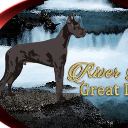Great Danes from River Rock Danes