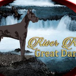 Great Danes from River Rock Danes