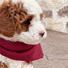 Goldendoodle and Poodle Puppies from Doodle Puppy Parti