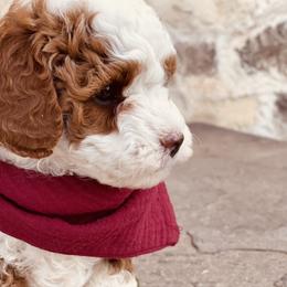 Goldendoodle and Poodle Puppies from Doodle Puppy Parti