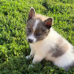 Cruz - Merle male Pomsky puppy in Doon, Iowa from Luxury Pomsky