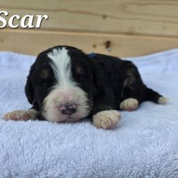 Scar - Tri-color male Bernedoodle puppy in Blackfoot, Idaho from Draper Mountain Doodles