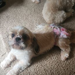 Hazel - Shih Tzu