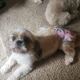 Hazel - Shih Tzu