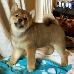 Ahsoka - Red female Shiba Inu puppy in Greer, South Carolina from Crescent Moon Shibas