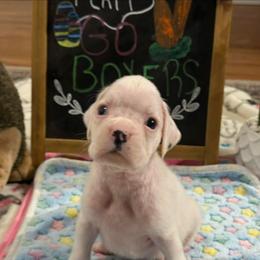 Olaf - White male Boxer puppy in Catawba, South Carolina from Happy Go Boxers