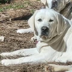 DAISEY - Labrador Retriever