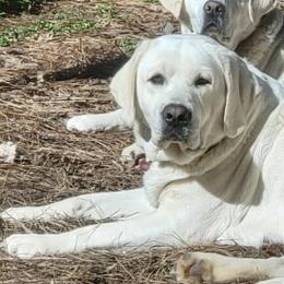DAISEY - Labrador Retriever