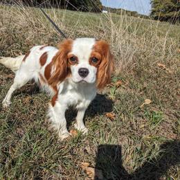 Fairylight - Cavalier King Charles Spaniel